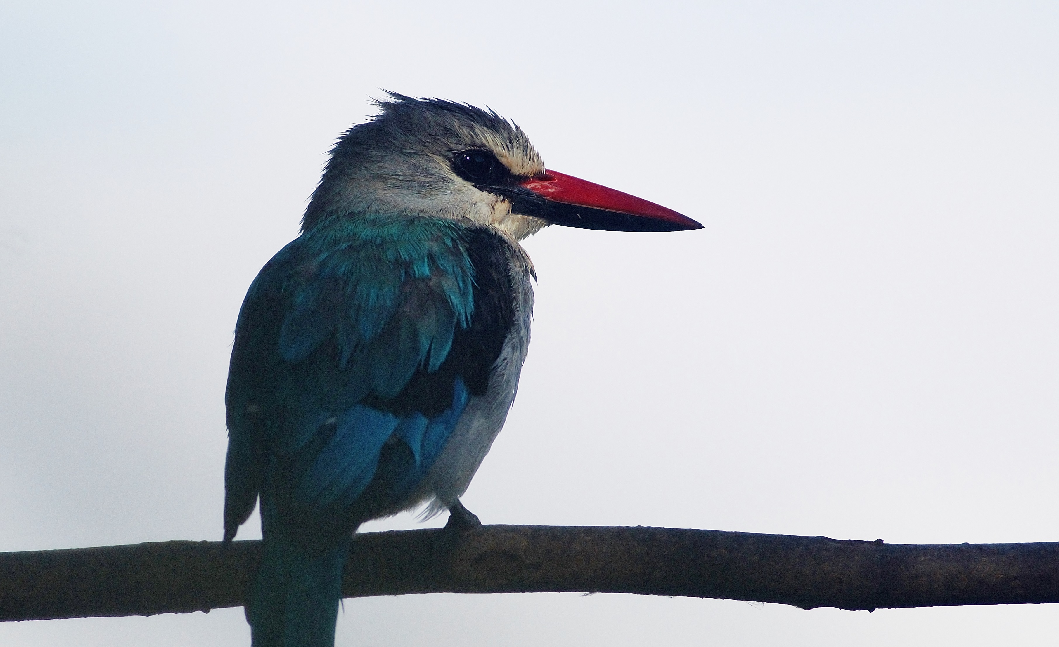 Woodland Kingfisher